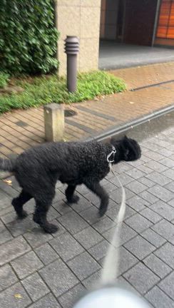 雨食べる犬ウチのポーチュギーウォータードッグの記事動画