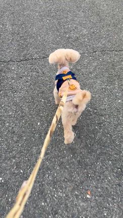 ⭐️お休みの色々⭐️の記事動画