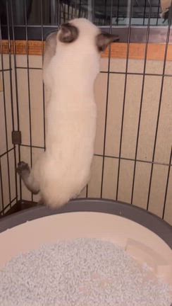 なかなかの野良でしたの記事動画