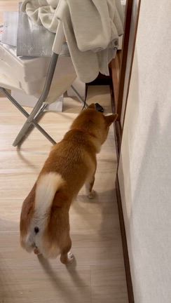 体感がかなり悪い。犬もソワソワがあります‼️の記事動画