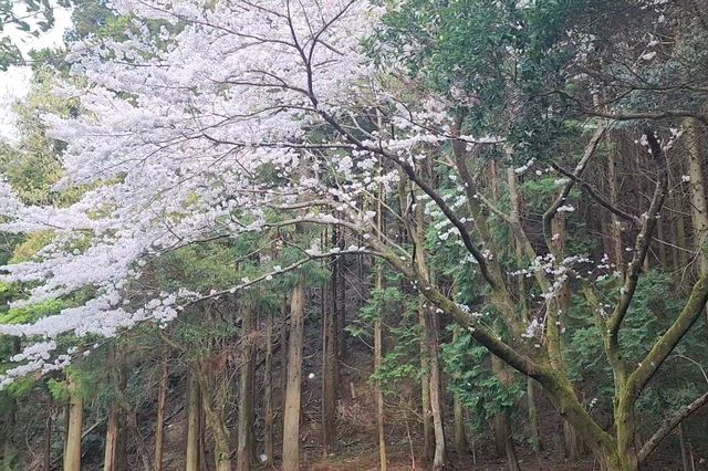 最高の贅沢散歩♡の記事動画