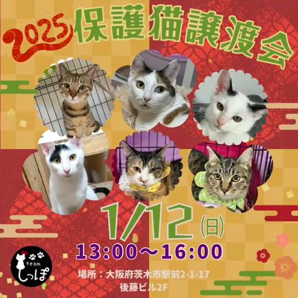 新年！今年もよろしくお願いいたします！譲渡会のお知らせの記事動画