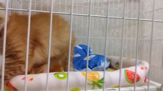 9月15日　ななしのねこさん譲渡会　参加猫ちゃんご紹介③の記事動画