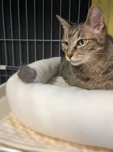 キジトラ ヴィーナスちゃん 里親さま決定！の記事動画