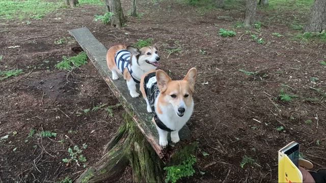 ドッグリゾートWOOF（動画）の記事動画