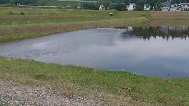 そろそろ中干し開始か！？の記事動画