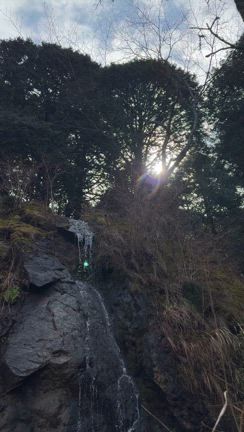 春の芽吹きのエネルギーを閉じ込めての記事動画