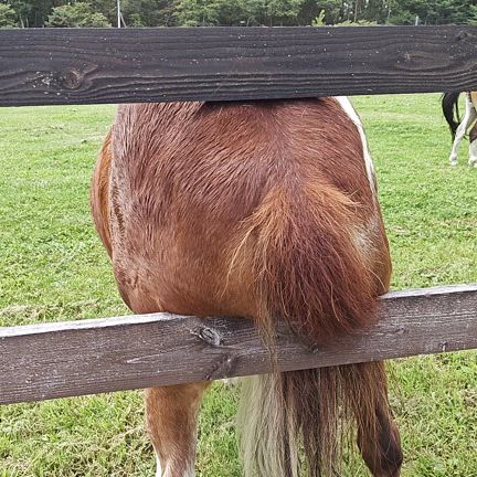 お願いします！の記事動画