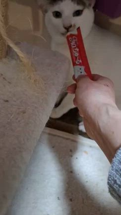 してあげられる事の記事動画