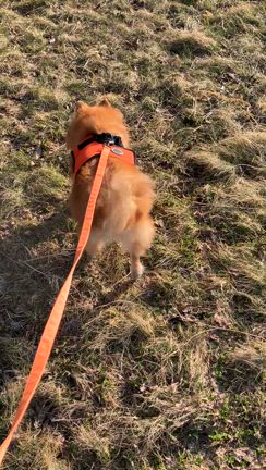 こむさんぽの記事動画