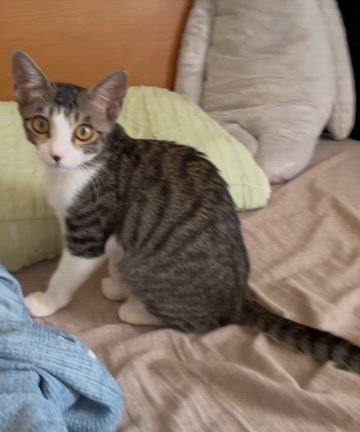 10月20日　ななしのねこさん譲渡会　参加猫ちゃんご紹介②の記事動画