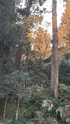 無事に帰宅✨️の記事動画