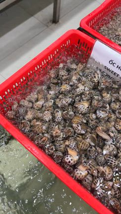 ダナンでハシゴしたお店の記事動画