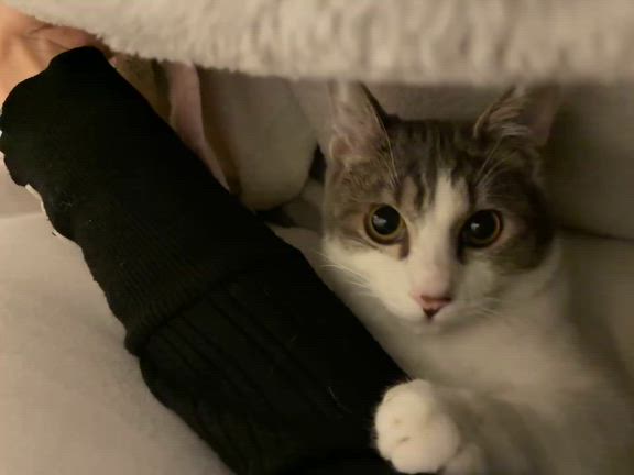 12/14  凪くん＆天くん(元バンビくん＆哲也くん)里親様よりの記事動画