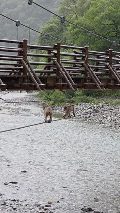 上高地、徳沢散策。の記事動画
