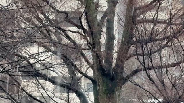 雪の朝の記事動画