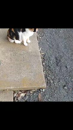 2025.10.12(日)　怠惰にも程がある日の記事動画