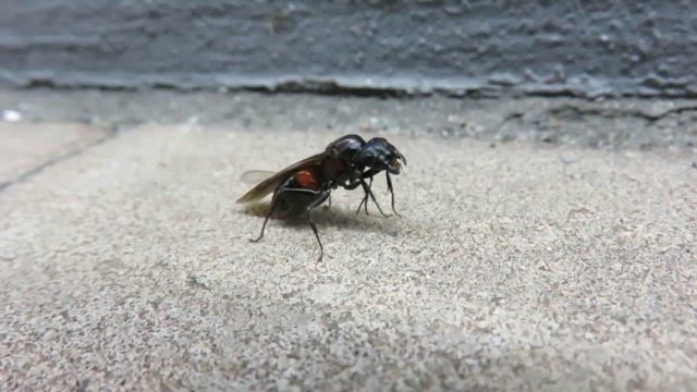 2025立ち会い出産(笑) (PENTAX K-50、Canon SX700HS)の記事動画