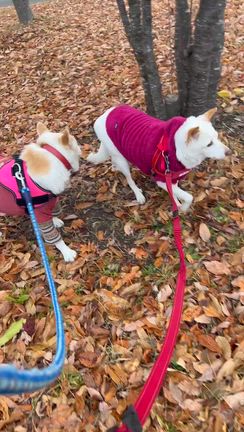 どすこいどんちゃん❗里親さん大募集中❗の記事動画