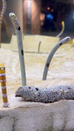 ★京都水族館★の記事動画