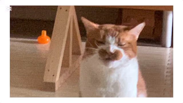 紫蘇揉みのうたの記事動画