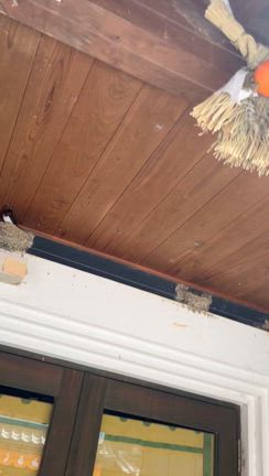 ツバメさんの記事動画