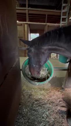 今日のツヨシの記事動画
