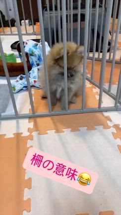 （2）ペットを飼いました「初日」の記事動画