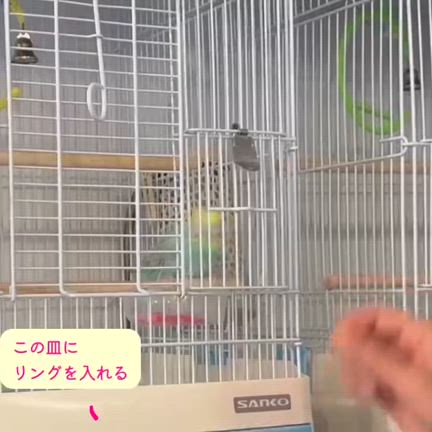 ハッピーバレンタイン！（1日おくれ）レディレインボーちゃんの”ハート運び”遊びの記事動画