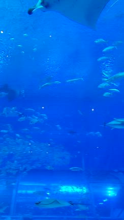 沖縄旅Ⅳ 美ら海水族館～☆の記事動画