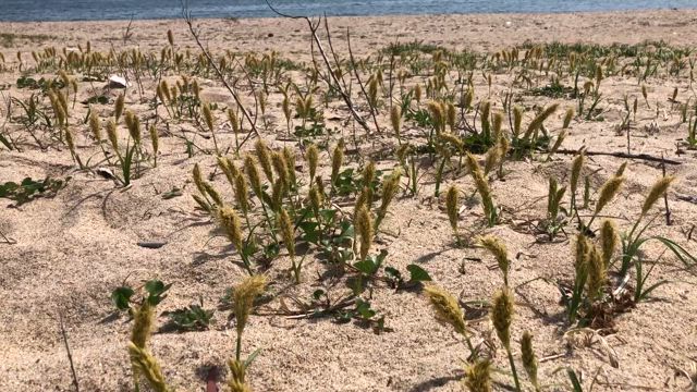海への記事動画
