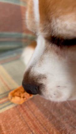 レンチンして正解！の記事動画