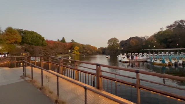 井の頭公園の紅葉の記事動画