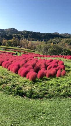 今年もコキアの記事動画