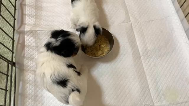 スクスク元気に成長していますの記事動画