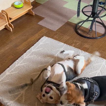 少し前から動画が投稿できないのでの記事動画