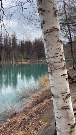 義実母を連れて美瑛町白金青い池ドライブの記事動画