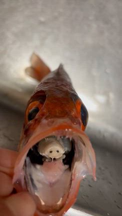 ※閲覧注意※ウオノエの画像ありますの記事動画