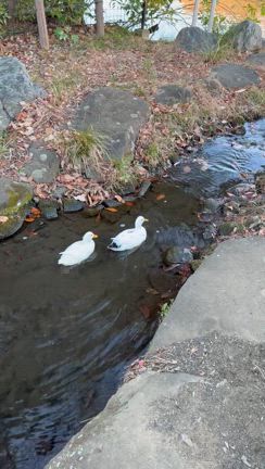 成人式の記事動画