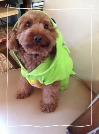 抜歯してきましたwの記事動画