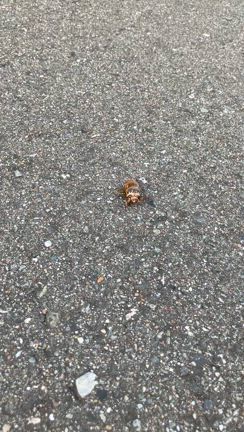 せみの記事動画