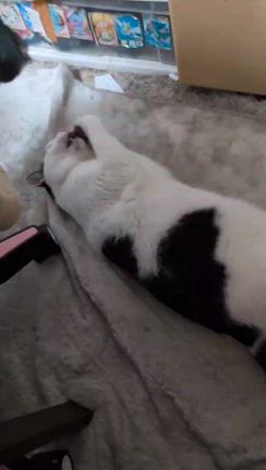 お届けと、健やかに暮らすことの記事動画