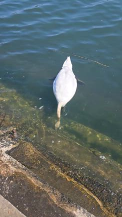 白鳥の河口(笑)の記事動画