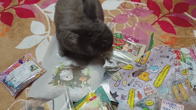 楽しいランチ会の記事動画