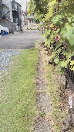 色々変わりましたの記事動画