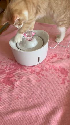 猫の新しい水飲みの記事動画