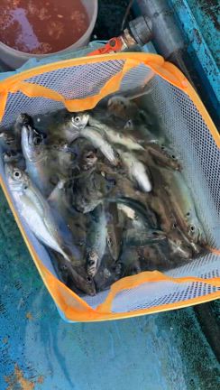 13日 朝アジショート便 釣果の記事動画