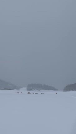 2月11日オープンしております。とても賑わってますよ〜〜の記事動画