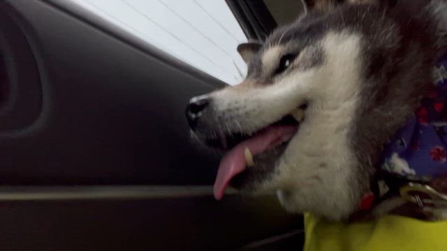 月1 メンテの記事動画