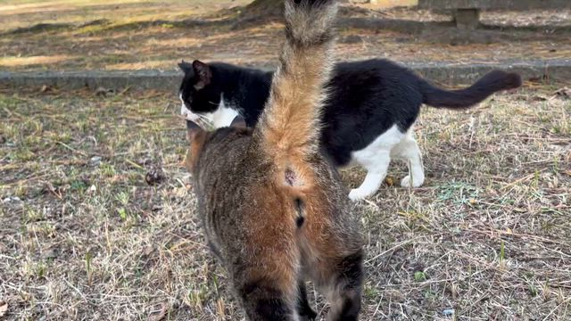 まん丸でしたの記事動画